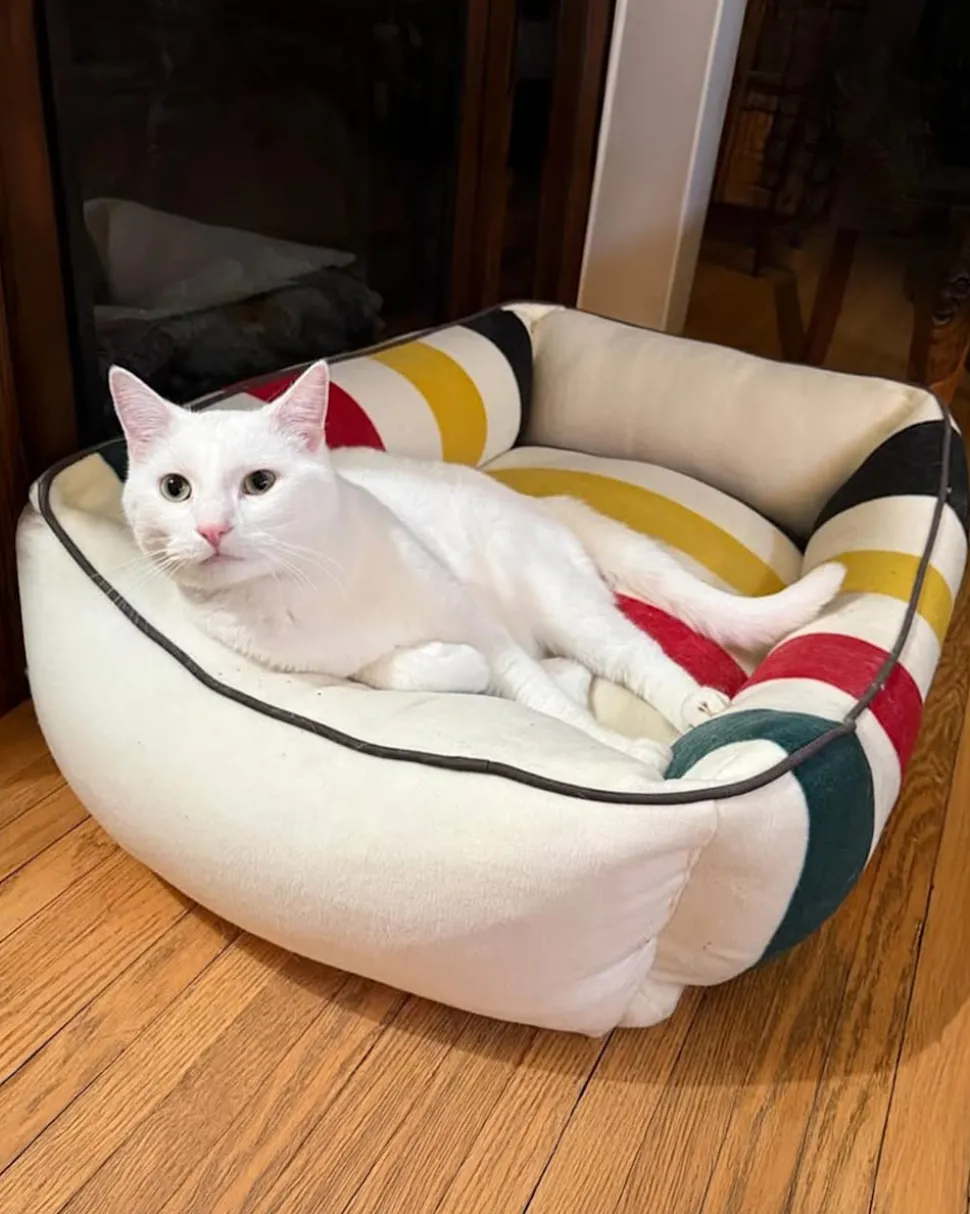 GLACIER NATIONAL PARK PET BED - KUDDLER