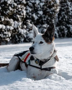 GLACIER NATIONAL PARK PET VEST