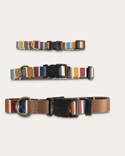 JOSHUA TREE NATIONAL PARK ADVENTURE COLLAR